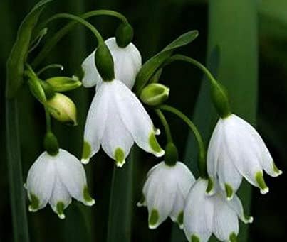 (10) Beautiful Flowering, Snowflakes, Snowdrops, Leucojum Bulbs