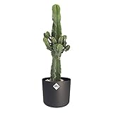 Bekannt aus jedem Western Kaktus von Botanicly – Kaktus-Wolfsmilch in anthrazitfarbenem zylindrischen Übertopf als Set – Höhe: 70 cm – Euphorbia ingens