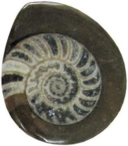 The Chrysalis Stone | Ammonite Fossil | Size 1" - 2" | 1 pc