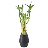 Arcadia Garden Products 5-Stem Lucky Bamboo, Live Indoor Plant in Dimension II Ceramic Planter for Home, Work, or Gift, Black ***Cannot Ship to Hawaii***