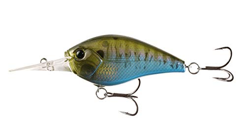 Cliff Banger 15ft Rusty Bream