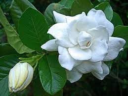 Vamsha Nature Care Gardenia, Cape Jasmine Life Plant White Flower Plant (B0CKTVZCFJ) Amazon Price History, Amazon Price Tracker