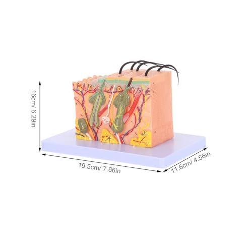 Modèle de peau pour anatomie scientifique pour simplifier les cours complexes - 2