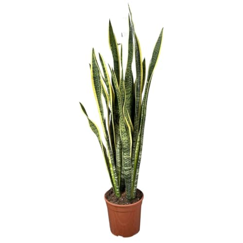 I GIARDINI DI GIULIA - Sansevieria Laurentii Extra Altezza 120 cm - Pianta VERA Unica nel Suo Genere con vaso da 24 cm di diametro - Foglie con Bordi Dorati - Decorazione d'Interni d'Impatto.