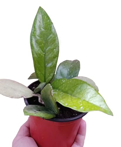 pianta vera di Hoya carnosa fiori di cera succulenta pendente fiori rosa di velluto