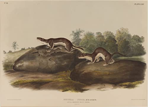 Tableau toile Mustella Fusca John Audubon pour offrir une ambiance artistique et vintage unique