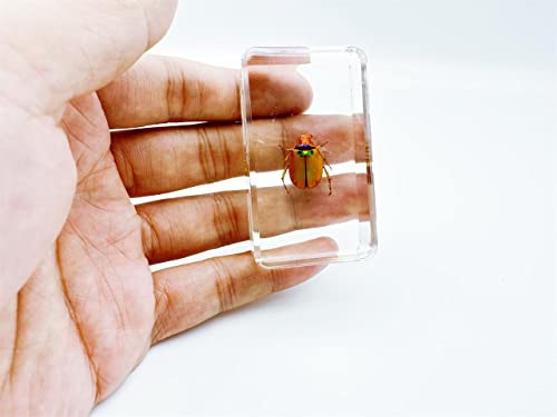 Image of Assorted Styles of Beetle and Insect Specimens, Clear Amber Resin Material Ideal for Kids' Science Education, Collecting, and Home Decoration 2.4″*1.4″*0.7″ (No.43)