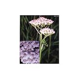 Tsa Achillea Millefgl 50ml