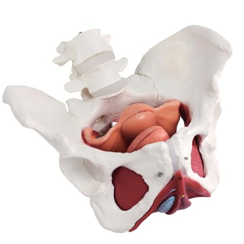 Image of Female Pelvic Floor Muscle Anatomy Model - 6-Part Human Pelvis Model with Removable Uterus, Vagina, Ovaries, Bladder, Rectum - Medical Anatomical Model for Study & Display