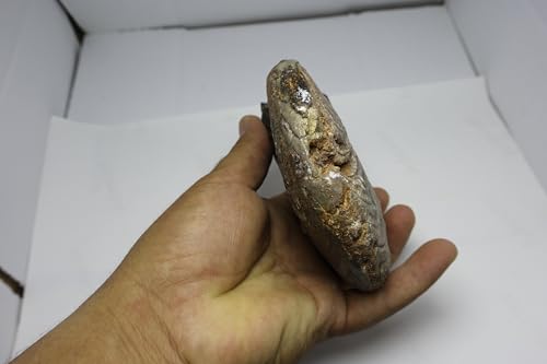 Image of Ammonite Fossil Fossils Fossils from Morocco Fossil Rock Ammonites Fossil A300