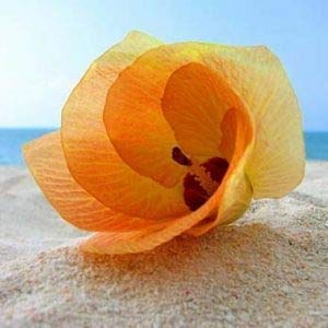 Unrivaled Candles | Candles With Jewelry Inside | Jewelry Candles | Gift Candles | Ring Candles | Surprise Candle | Gifts For Women Valued At $10 To $10,000 | Oceanside 8 Oz Container #TOP3