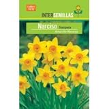 bulbo narciso conservar Siembra directa: Octubre - Enero, Floración: Marzo - Mayo, Altura flor: 40 cm., Calibre: 10/12, Nº unidades / bolsa: 4