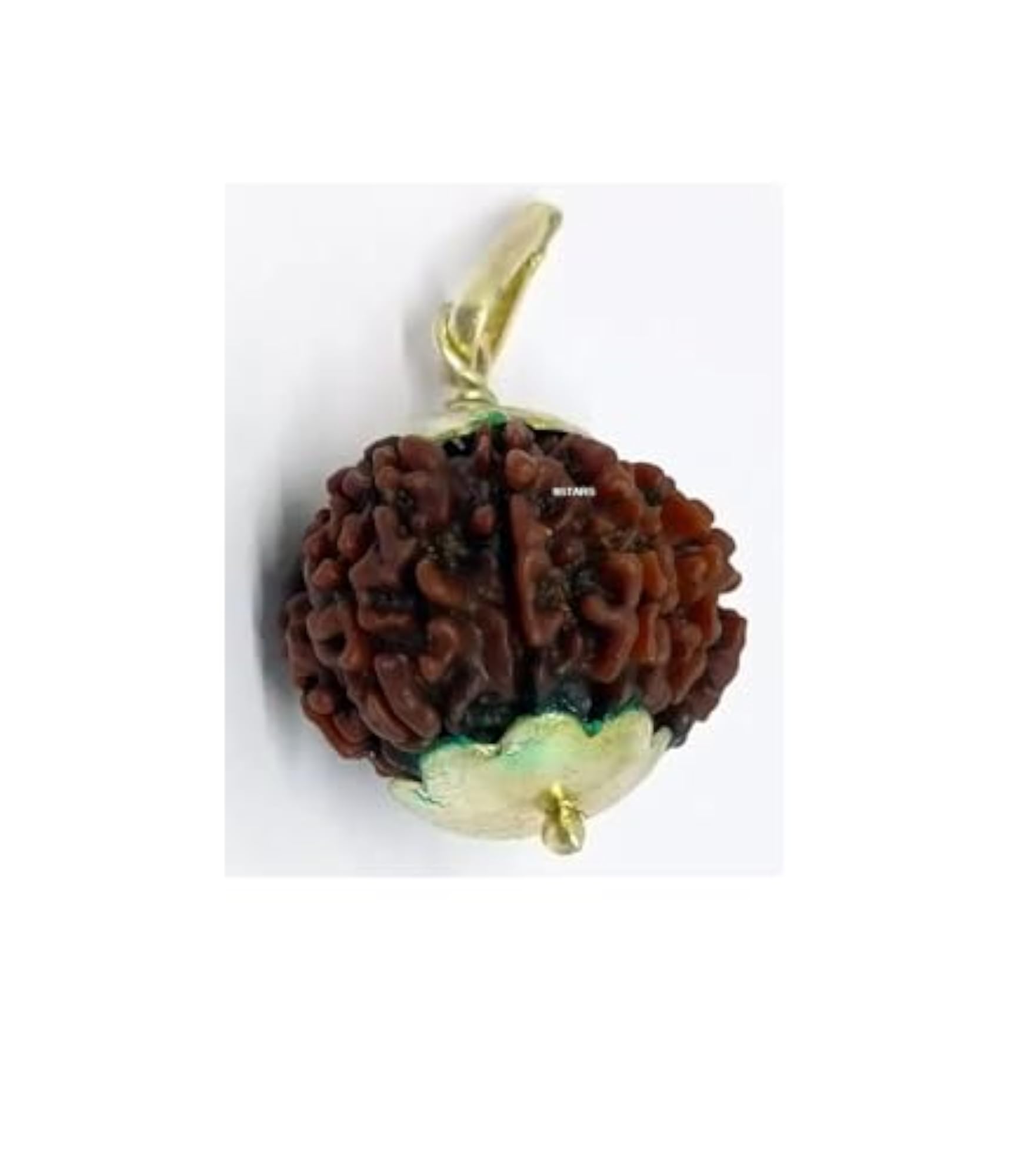 12 Mukhi Rudraksha Original Certified Bead