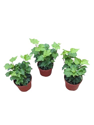 English Ivy Plants, 4 Inch Pots, Set of 3, Live