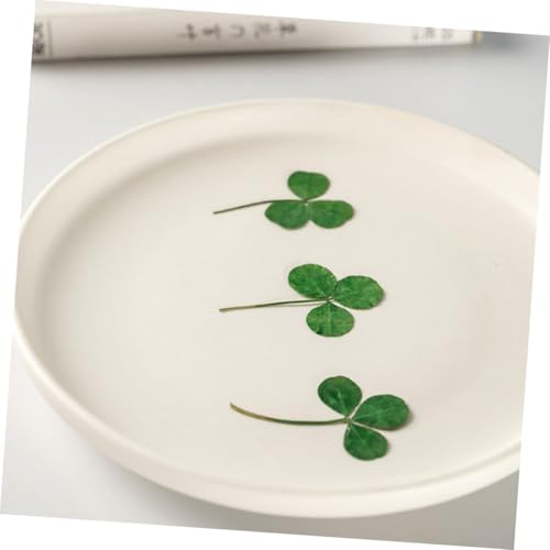 Hojas secas de trébol prensado natural 24 piezas para manualidades miniatura 3