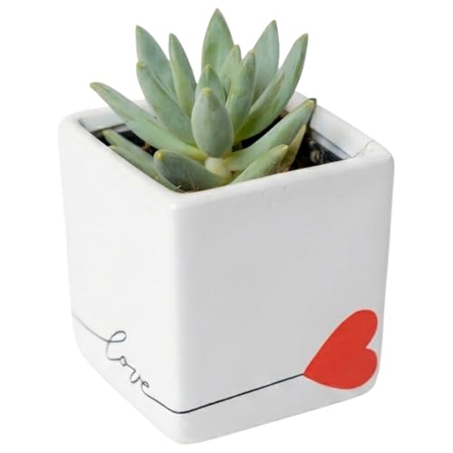 Costa Farms Echeveria Live Indoor Succulent, Gift for...