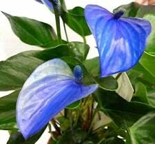 Semillas frescas de plantas de anturio 100pcs para plantar azul cielo azul
