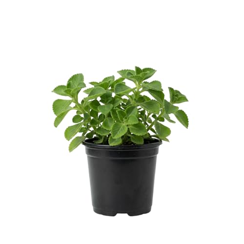 2 Cuban Oregano Plant Live Vegetable Plants 4 Tall in Pot Fragrant Herb for Indoor Outdoor Garden (Green Cuban Oregano)