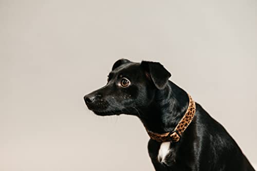 Collier pour chiens de petite taille 25-38cm idéal balade léopard - 4