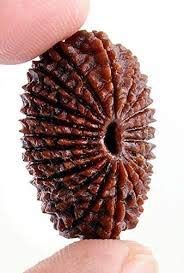 TheGalaxy 21 Mukhi Rudraksha 21 Face Original Certified Rudraksha Natural from Nepal for Men & Woman with Silver Pendant 25mm-30mm