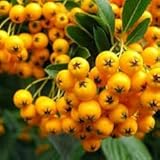 zumari 20 Semillas de Fruta Pyracantha coccinea Amarillas.