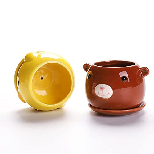 Consejos y comparativas para Comprar Pata de elefante planta para comprar hoy. 7 Consejos y comparativas para Comprar Pata de elefante planta para comprar hoy. 7