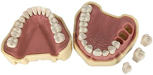 Todos Los Dientes De Resina Dental Modelo Dental Removible para La Práctica del Estudiante De Odontología Demostración Enseñanza De La Educación Dental Que Estudian