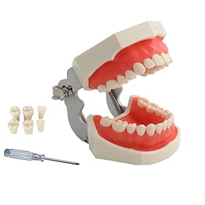 YOUYA DENTAL TM-021 Dental Typodont Teeth Model Completely Detachable Teaching Study Tools Typodont Articulated Anatomy Teeth Model 28 Removable Teeth, with a Small Screwdriver