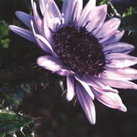 Just Seed - Flower - Berkheya Purpurea - 10 Seeds