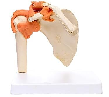 Kay Kay Industries || Real Life Size Adult Human Shoulder joint anatomy Bone Model with Flexible Ligaments Perfect for Medical Students and professionals | Anatomical Accurate
