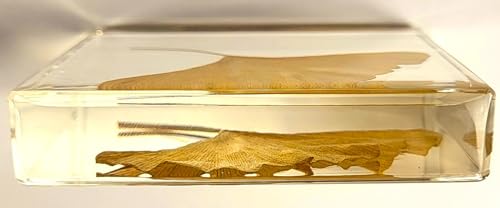 Image of 2.9 inch Real Yellow Ginkgo Biloba Leaf in Crystal Clear Lucite Resin Specimen Dried Pressed Botanist Herb Herbarium Crafts Collection for Botany Science Education & Desk Ornament Display Supplies