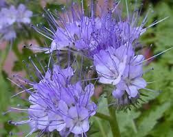 Green Manure Phacelia tanacetifolia Lavender-Blue 980 Seeds