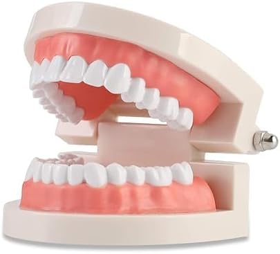 Genex Real Size Dental Teeth Model | Premium Quality denture demonstration model | For Patient education, Teaching, Studying, Displaying, Educating kids