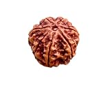 7 Mukhi Rudraksha Original Bead with Certification for Meditation and Prayer, Spiritual Growth and DIY Pooja Supplies (7 Mukhi)