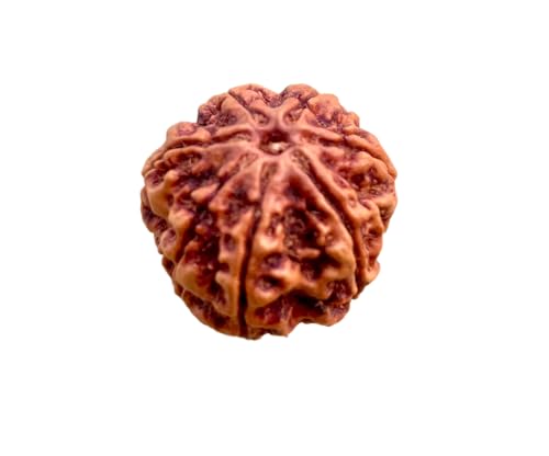 7 Mukhi Rudraksha Original Bead with Certification for Meditation and Prayer, Spiritual Growth and DIY Pooja Supplies (7 Mukhi)