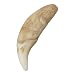 Gray Wolf Canine (Museum Quality Replica)