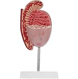 Generisch Anatomisches Modell männlicher Hoden, 3,5-fache Lebensgröße, Modell der männlichen Hodenanatomie mit nummerierten Beschriftungen und Sockel für die medizinische Ausbildung
