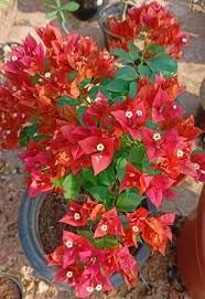 Image of Rare Bougainvillea Live Flower Plant || Healthy Live Plant with Grow Bag & Secure Packing || Beautiful Flower Garden Decoration (red) pack of 1
