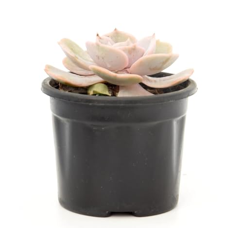 Image of Echeveria Laui Live Succulent with Pot | Rare Powder-Blue Rosette Plant | Low-Maintenance Indoor Decorative Succulent for Desk, Home & Office | Fresh Healthy Live Plant