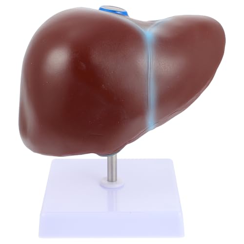 STOBAZA Anatómico de Hígado con Base Material PVC para Enseñanza Médica y Escolar Exhibición del Cuerpo