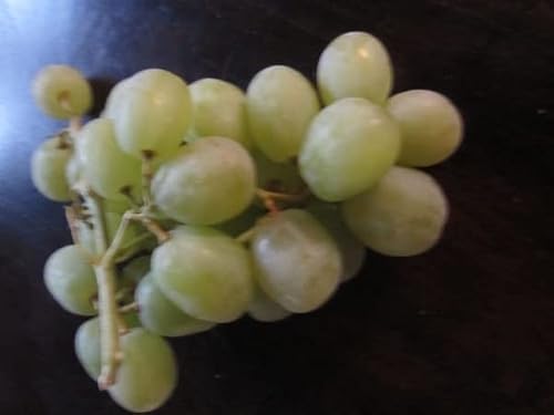 Weinrebe Baumschule Pflanzenvielfalt Vitis vinifera Sugraone