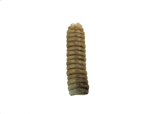 Generic Trophy Grade Texas Rattlesnake Rattle G10, Natural