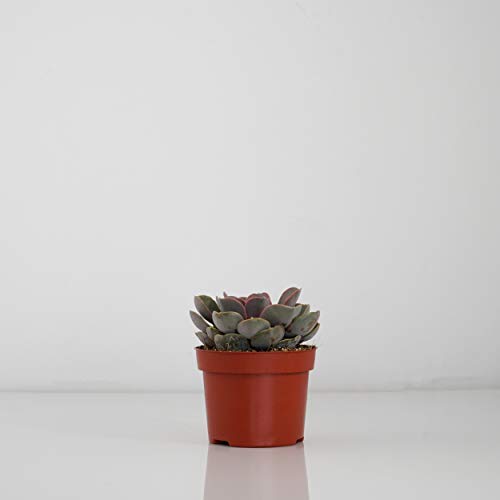 Indoor-Helden Echeveria 'Perla de Núremberg' - Echeverie Cover