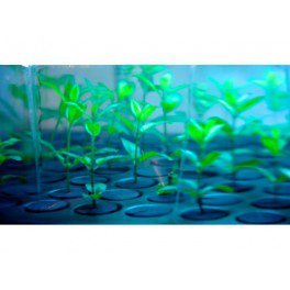Propagador 40 plantas – Nutriculture, esquejes aéroponique