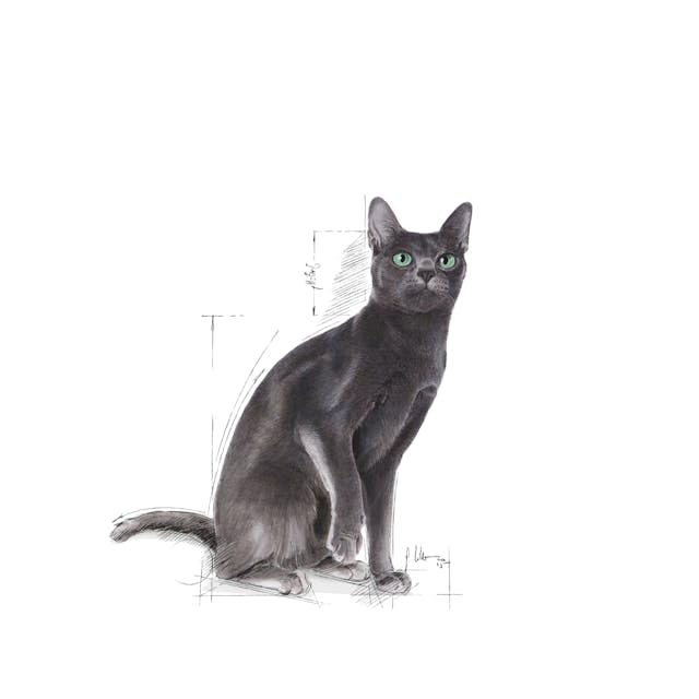 Image of Royal Canin Sterlised 37 Regular for Adult Cats, 400 Grams, Dry Food, Supports Weight Management, Urinary Health, and Provides High Protein Content