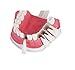 Large Dental Teeth Model,YOUYA DENTAL Teaching Study Brushing Tooth Model Tools with Toothbrush & Removable Lower Teeth for Kids Oral Care Teaching