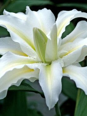 Oakwood Farms Imported Oriental Lilies/Lily/Lillium Double Petal