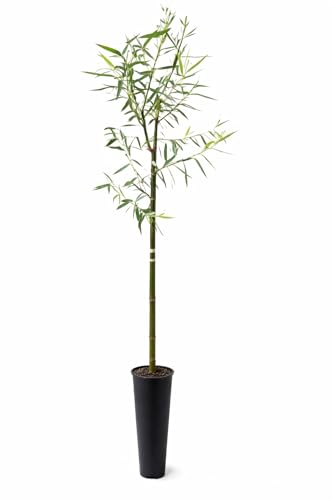 4-5 Foot Tall Hybrid Willow Trees - Ready to Plant