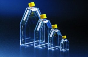 300 cm2 Tissue Culture Flask