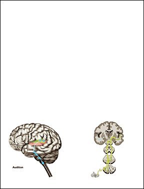Brain Note Pad-Memo Pad-Notebook-100Sheets-2Pc In One Package #TOP5